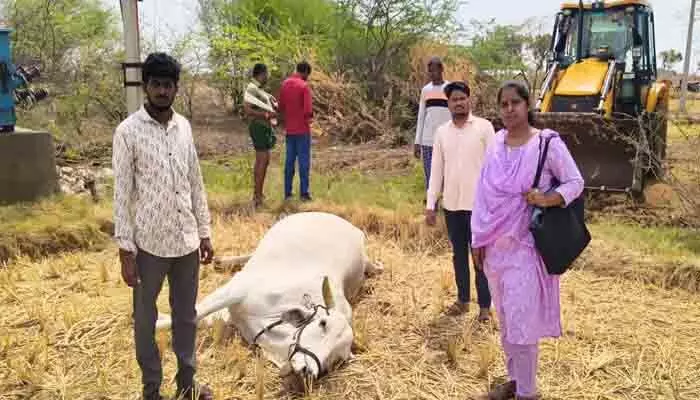 విద్యుత్ ప్రమాదంలో ఎద్దు మృతి విద్యుత్ ప్రమాదంలో ఎద్దు మృతి