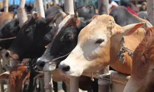బక్రీద్‌కు గోవులను బలివ్వడంపై హైకోర్టు కీలక ఆదేశాలు