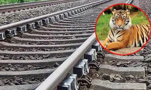 మహారాష్ట్రలో ఘోరం.. రైలు ఢీకొని పెద్ద పులి మృతి