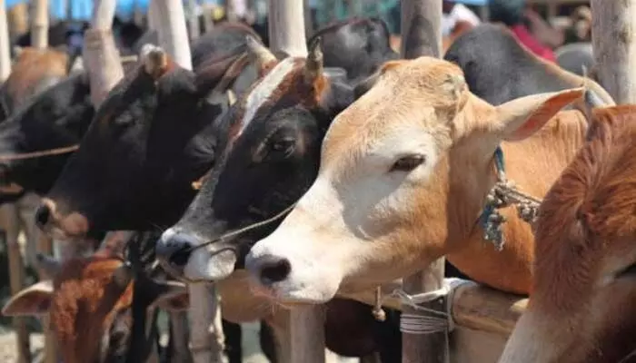 బక్రీద్కు గోవులను బలివ్వడంపై హైకోర్టు కీలక ఆదేశాలు బక్రీద్కు గోవులను బలివ్వడంపై హైకోర్టు కీలక ఆదేశాలు
