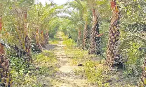 ఈత వనాల పరిరక్షణకు రూ.6 లక్షలు మంజూరు