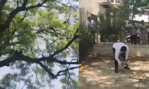 చెట్టుపై నుండి నోట్ల వర్షం.. ఎగబడ్డ జనాలు.. వైరల్ అవుతున్న వీడియో