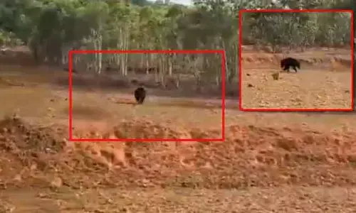 జనావాసాల్లోకి ఎలుగుబంటి.. ఒక్కసారిగా భయాందోళనలు