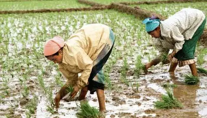 ఎల్నినో ఎఫెక్ట్.. ఖరీఫ్ రైతులకు వ్యవసాయశాఖ హెచ్చరిక ఎల్నినో ఎఫెక్ట్.. ఖరీఫ్ రైతులకు వ్యవసాయశాఖ హెచ్చరిక