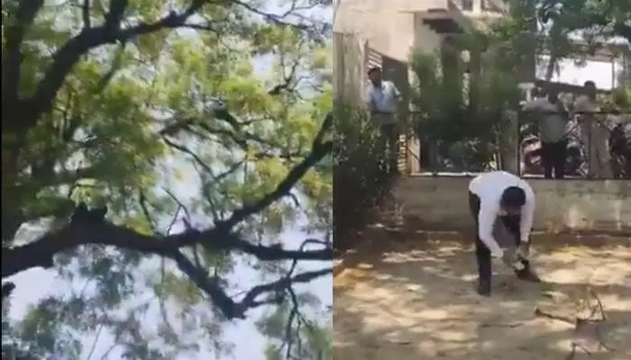 చెట్టుపై నుండి నోట్ల వర్షం.. ఎగబడ్డ జనాలు.. వైరల్ అవుతున్న వీడియో చెట్టుపై నుండి నోట్ల వర్షం.. ఎగబడ్డ జనాలు.. వైరల్ అవుతున్న వీడియో