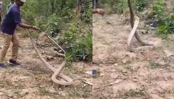 పొలాల్లో ప్రమాదకరమైన గిరినాగు హల్చల్.. చాకచక్యంగా బంధించారులా..! పొలాల్లో ప్రమాదకరమైన గిరినాగు హల్చల్.. చాకచక్యంగా బంధించారులా..!