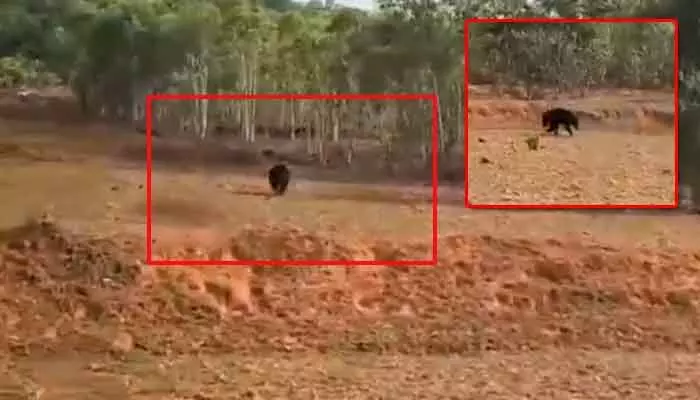 జనావాసాల్లోకి ఎలుగుబంటి.. ఒక్కసారిగా భయాందోళనలు జనావాసాల్లోకి ఎలుగుబంటి.. ఒక్కసారిగా భయాందోళనలు
