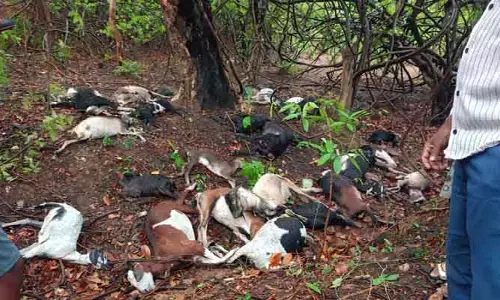 పిడుగు పాటుకు 35 మేక‌లు మృతి