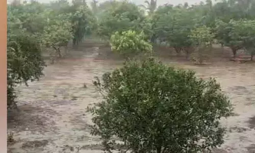 జూన్ మొదటి వారంలో కురిసిన వర్షంతో రైతులు హర్షం