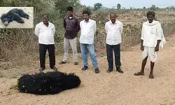 ఎలుగుబంటి మృతి
