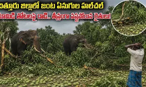 చిత్తూరు జిల్లాలో జంట ఏనుగుల హల్‌చల్..మామిడి తోటలపై దాడి