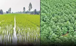 తెలంగాణలో వరి, పత్తి వైపు రైతుల మొగ్గు