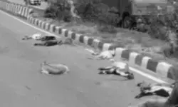 గొర్రెలను ఢీకొట్టిన తుఫాన్..