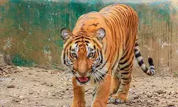 పులి కోసం వేట.. దేవిపట్నం ఆటవీ ప్రాంతంలో ఉత్కంఠ