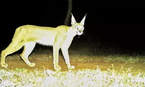 Caracal: దశాబ్దాల తర్వాత కెమెరాకు చిక్కిన అరుదైన అడవి పిల్లి