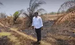 షార్ట్ సర్క్యూట్తో ఆయిల్ పామ్ తోట దగ్ధం షార్ట్ సర్క్యూట్తో ఆయిల్ పామ్ తోట దగ్ధం