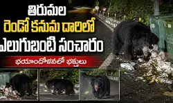 తిరుమల రెండో కనుమ దారిలో ఎలుగుబంటి సంచారం