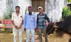 గోశాలకి ఎద్దు బహుకరణ...
