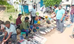 మృగశిర కార్తె.. చేపలకు భలే గిరాకీ మృగశిర కార్తె.. చేపలకు భలే గిరాకీ