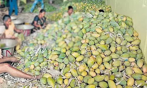 కిలోకు నాలుగు రూపాయలే ఇస్తున్నారు: తోతాపురి రైతుల తీవ్ర ఆవేదన
