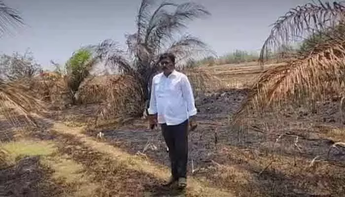 షార్ట్ సర్క్యూట్తో ఆయిల్ పామ్ తోట దగ్ధం షార్ట్ సర్క్యూట్తో ఆయిల్ పామ్ తోట దగ్ధం