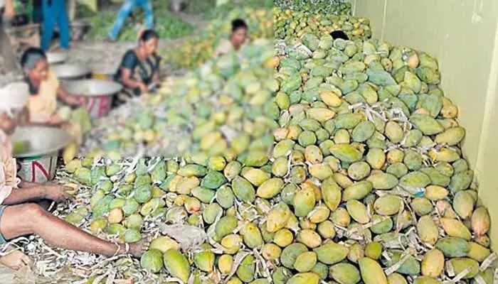 కిలోకు నాలుగు రూపాయలే ఇస్తున్నారు: తోతాపురి రైతుల తీవ్ర ఆవేదన కిలోకు నాలుగు రూపాయలే ఇస్తున్నారు: తోతాపురి రైతుల తీవ్ర ఆవేదన
