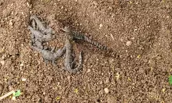 సదాశివపేటలో మొసలి పిల్లలు కలకలం..