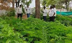 వన మహోత్సవానికి మొక్కలు సిద్ధం చేయాలి వన మహోత్సవానికి మొక్కలు సిద్ధం చేయాలి