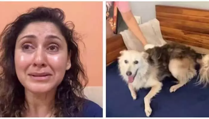 కుక్కపిల్లను దారుణంగా కొట్టి చంపేశారు : నటి కన్నీళ్లు కుక్కపిల్లను దారుణంగా కొట్టి చంపేశారు : నటి కన్నీళ్లు