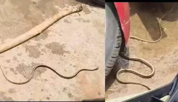 సూర్యాపేట నడిబొడ్డున పాము కలకలం.. బైక్లోకి దూరి హల్చల్! సూర్యాపేట నడిబొడ్డున పాము కలకలం.. బైక్లోకి దూరి హల్చల్!