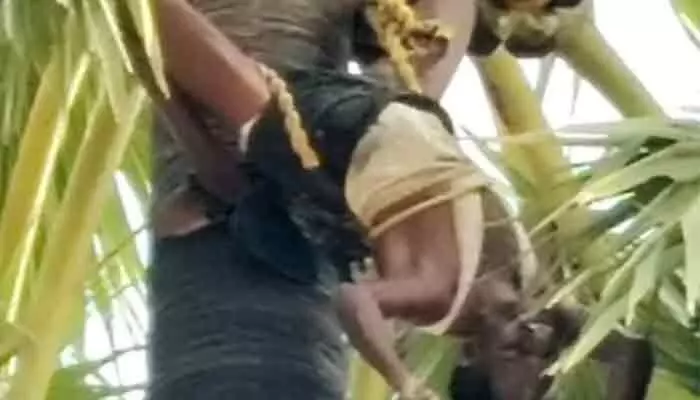 తాటి చెట్టుపైనే గీత కార్మికుడు మృతి.. గ్రామంలో మిన్నంటిన రోదనలు! తాటి చెట్టుపైనే గీత కార్మికుడు మృతి.. గ్రామంలో మిన్నంటిన రోదనలు!