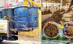 కోళ్ల వ్యర్థాలతో చేపలకు ఆహారం, ప్రమాదంలో ఆరోగ్యం కోళ్ల వ్యర్థాలతో చేపలకు ఆహారం, ప్రమాదంలో ఆరోగ్యం