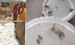 కల్వచర్ల గ్రామాన్ని పట్టి పీడిస్తున్న ఈగల బెడద.. కల్వచర్ల గ్రామాన్ని పట్టి పీడిస్తున్న ఈగల బెడద..