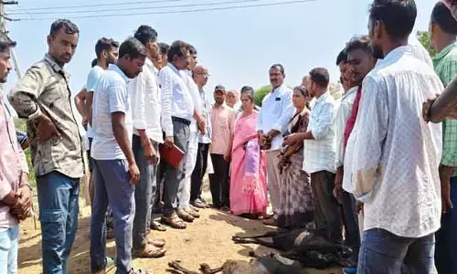 బ‌స్వాపూర్ లో  మ‌రో 60 గొర్రెలు మృతి