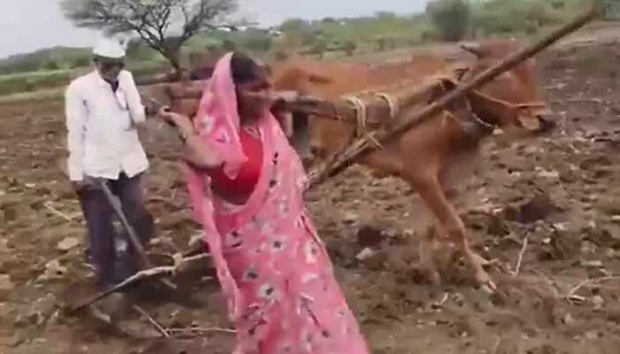 కాడెద్దుగా మారిన మహిళా రైతు.. గుండెల్ని పిండేసే హృదయవిదారక దృశ్యం!