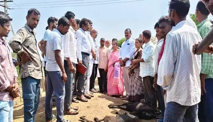 బస్వాపూర్ లో మరో 60 గొర్రెలు మృతి బస్వాపూర్ లో మరో 60 గొర్రెలు మృతి