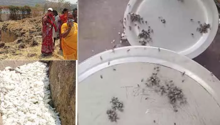 కల్వచర్ల గ్రామాన్ని పట్టి పీడిస్తున్న ఈగల బెడద.. కల్వచర్ల గ్రామాన్ని పట్టి పీడిస్తున్న ఈగల బెడద..