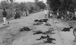 డీసీఎం వ్యాన్ బీభత్సం.. 20 మేకలు మృతి, వ్యక్తికి తీవ్ర గాయాలు డీసీఎం వ్యాన్ బీభత్సం.. 20 మేకలు మృతి, వ్యక్తికి తీవ్ర గాయాలు