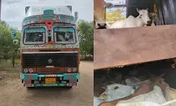 పశువుల అక్రమ రవాణాను అడ్డుకున్న పోలీసులు