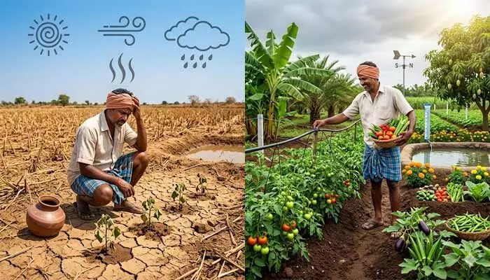 రాష్ట్రంలో ఎల్నినో ప్రభావం.. ప్రత్యామ్నాయ సాగుపై ఉద్యాన శాఖ గైడ్లైన్స్ రాష్ట్రంలో ఎల్నినో ప్రభావం.. ప్రత్యామ్నాయ సాగుపై ఉద్యాన శాఖ గైడ్లైన్స్