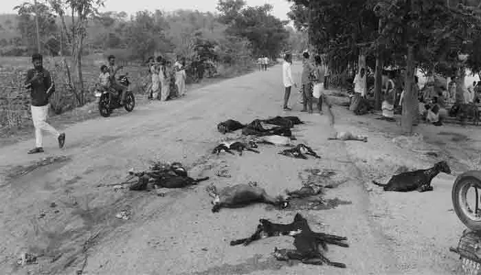 డీసీఎం వ్యాన్ బీభత్సం.. 20 మేకలు మృతి, వ్యక్తికి తీవ్ర గాయాలు డీసీఎం వ్యాన్ బీభత్సం.. 20 మేకలు మృతి, వ్యక్తికి తీవ్ర గాయాలు