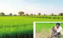 తెలంగాణలో ఈసారి ఖరీఫ్ సాగు డౌన్