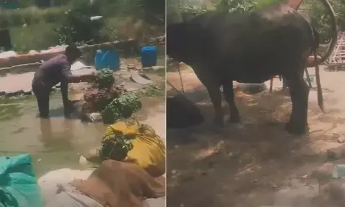 ఆరోగ్యం పదిలం అనుకుంటే పొరపాటే! మురికి నీటిలో కడుగుతున్న తాజా ఆకుకూరలు!