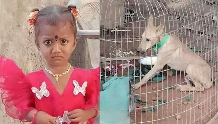 ఇంకా దొరకని చిన్నారి ఆచూకీ.. ఇంతలో అనూహ్యంగా కుక్క మృతి ఇంకా దొరకని చిన్నారి ఆచూకీ.. ఇంతలో అనూహ్యంగా కుక్క మృతి