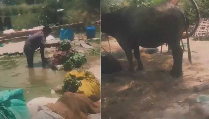 ఆరోగ్యం పదిలం అనుకుంటే పొరపాటే! మురికి నీటిలో కడుగుతున్న తాజా ఆకుకూరలు! ఆరోగ్యం పదిలం అనుకుంటే పొరపాటే! మురికి నీటిలో కడుగుతున్న తాజా ఆకుకూరలు!