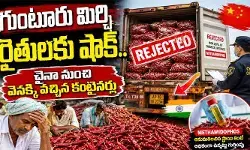 గుంటూరు మిర్చికి చైనా బ్రేక్.. మూడు కంటైనర్ల సరుకు తిరస్కరణ