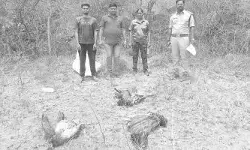 కొండంరాజుపల్లిలో ఐదు నెమళ్లు మృతి
