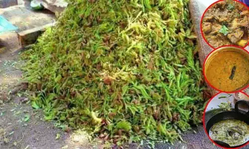 చింత చిగురు.. రుచిలో దాని తీరే వేరు!