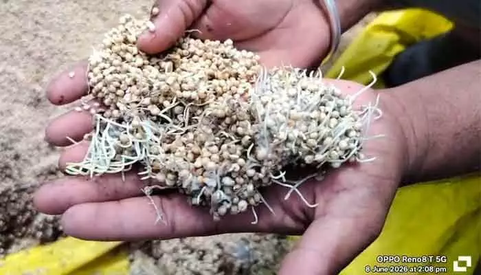 జొన్నల కొనుగోళ్లలో రైతుపైనే భారం..! జొన్నల కొనుగోళ్లలో రైతుపైనే భారం..!