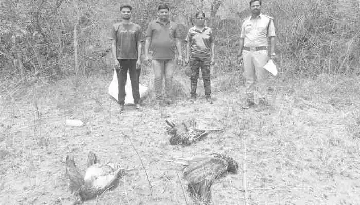 కొండంరాజుపల్లిలో ఐదు నెమళ్లు మృతి కొండంరాజుపల్లిలో ఐదు నెమళ్లు మృతి